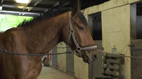 A craftsman farrier replace horseshoes Stock Footage 62478334