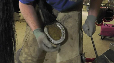 A craftsman farrier replace horseshoes Stock-Footage 62478336