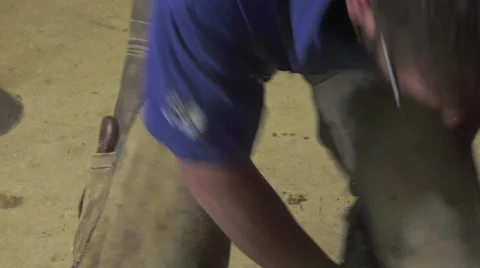 A craftsman farrier replace horseshoes Stock Footage 62478366