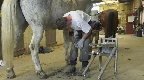 A craftsman farrier replace horseshoes Video stock 62478400