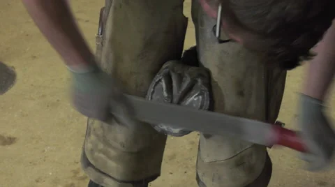 A craftsman farrier replace horseshoes Video stock 62478408