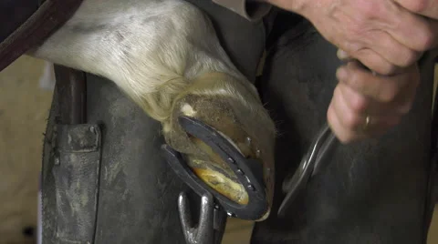 A craftsman farrier replace horseshoes Video stock 62478500