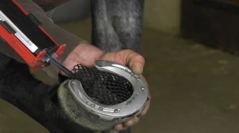 A craftsman farrier replace horseshoes Video stock 62478552