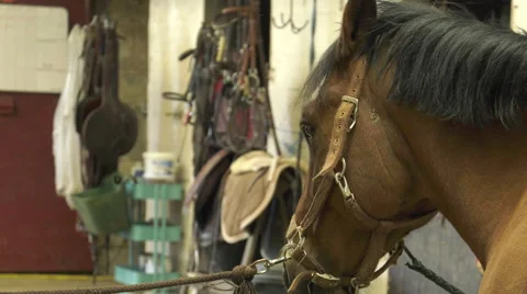 A craftsman farrier replace horseshoes Stock Footage 62478557