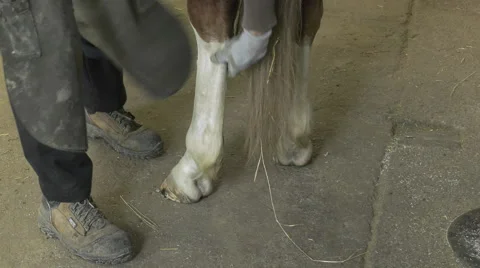 A craftsman farrier replace horseshoes Video stock 62478746