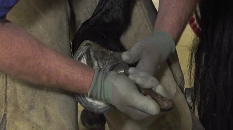 A craftsman farrier replace horseshoes Stock Footage 62478787