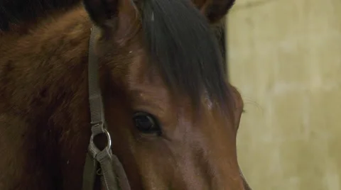 A craftsman farrier replace horseshoes Video stock 62478871