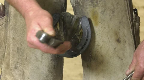 A craftsman farrier replace horseshoes Video stock 62478916