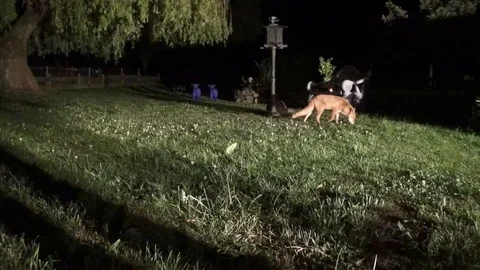 The crafty fox likes to look into the camera and is watched by the raccoon Video stock 88904212