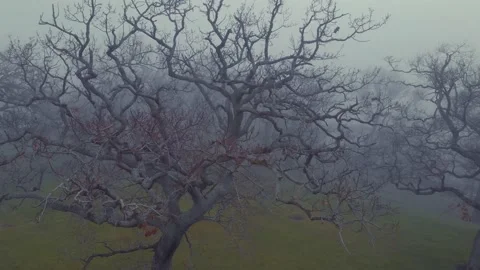 Craggy leafless trees in the thick winter fog 库存影片 158585052