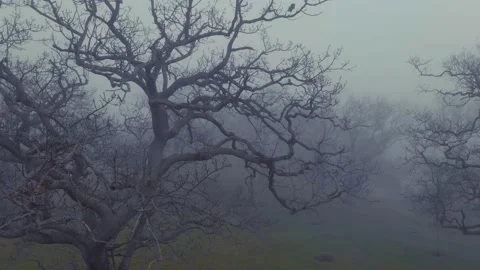 Craggy leafless trees in the thick winter fog Stock-Footage 158585055