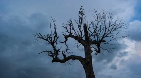 Craggy lone leafless tree sunset HD Stock Footage 43048038