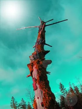 Craggy Tree 库存照片
