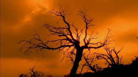 Craggy Tree Sunset HD Vidéo 524454