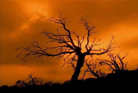 Craggy Tree Sunset NTSC Vidéo 524450