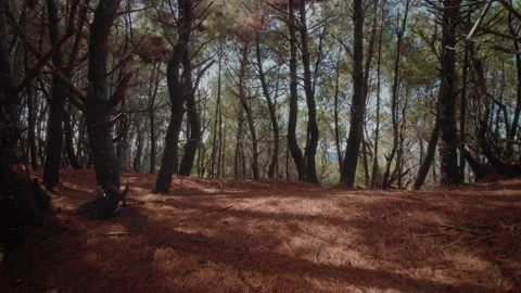 Craggy trees in a dense pine forest Stock-Footage 153878606
