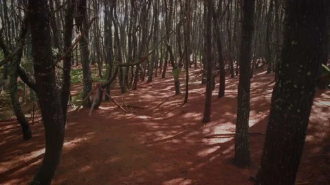Craggy trees in a dense pine forest Stock Footage 153878869