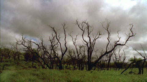 Craggy Trees HD Stock Footage 558458