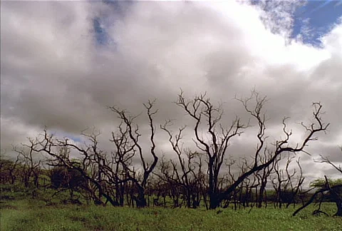 Craggy Trees NTSC Stock Footage 558324