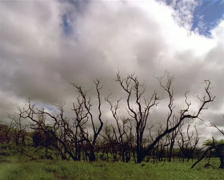 Craggy Trees PAL Vidéo 558348