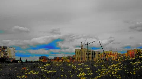 Craines in the field Stock-Footage 51248075