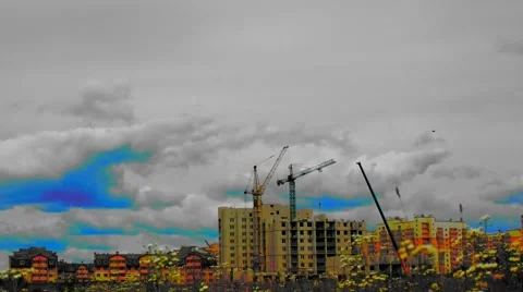 Craines in the field_close up 動画素材 51248085