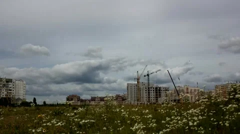 Craines in the field_original 動画素材 51248018