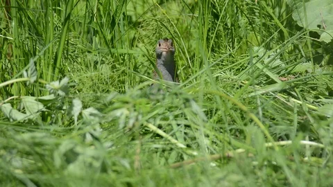 Crake. Stock Footage 86021530