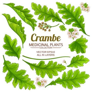 Crambe elements set Illustrazione stock