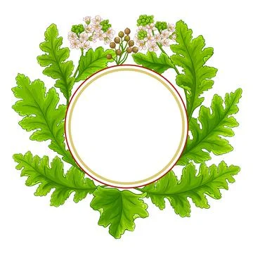 Crambe plant circle vector frame Stock Illustration