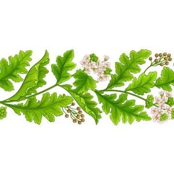 Crambe plant pattern on white background Stock Illustration