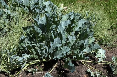 Crambe pontica in the experimental plot Stock Photos