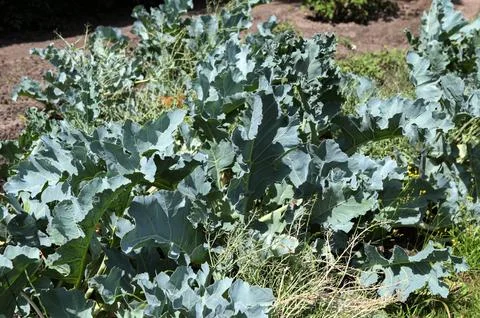 Crambe pontica in the experimental plot 스톡 사진