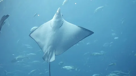 Cramp fish floating in deep blue water in big tank aquarium with exotical fishes Stock Footage 96110370
