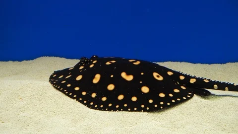 Cramp-fish Stock Footage 86253767