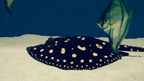 Cramp fish Stock Footage 86253895