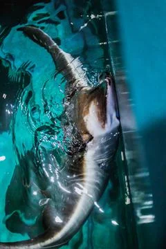 Cramp fish looking out of blue water in aquarium. Stingray swimming under blu Stock Photos