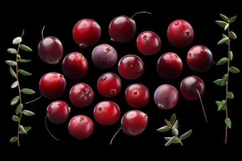 Cranberries alone set, leaves, paths Stock Photos