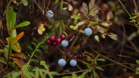 Cranberries and blueberries close-up Stock Footage 170854201