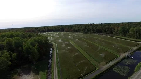 Cranberries and sprinkler system 動画素材 56484573