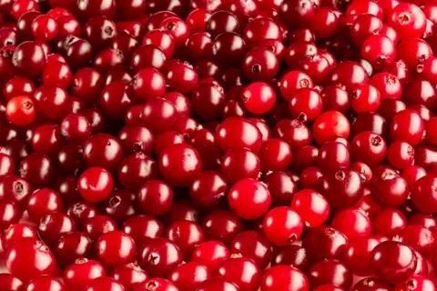 Cranberries background Stock Photos