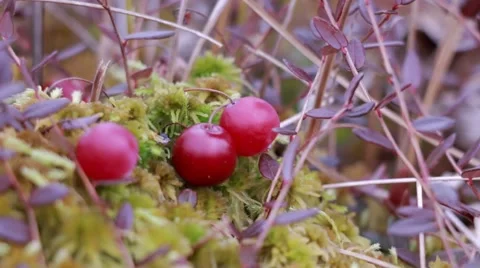 Cranberries being picked Stock Footage 56613803