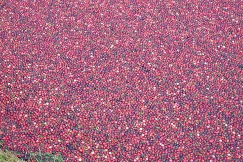 Cranberries Floating Fotos Stock