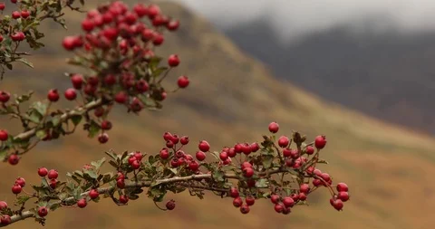 Cranberries Video stock 101358993