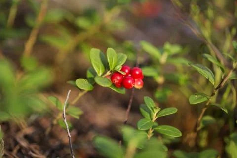 Cranberries in the forest Stock Photos