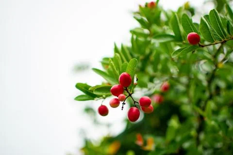 Cranberries in forest Stock Photos
