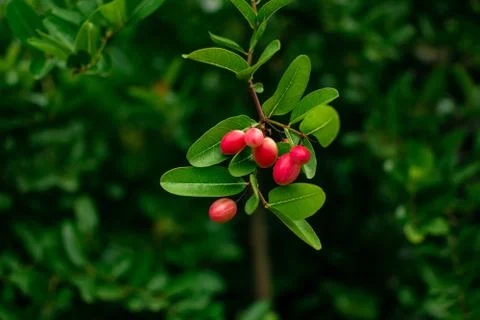 Cranberries in forest Stock Photos