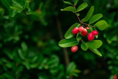 Cranberries in forest Stock Photos