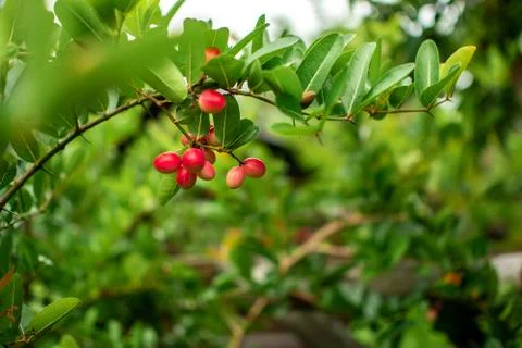 Cranberries in forest Stock Photos