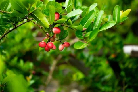 Cranberries in forest Stock Photos